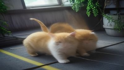 视频教程封面：猫行为学专家讲解正确撸猫方法，演示如何读懂猫咪肢体语言和找到撸猫黄金区域